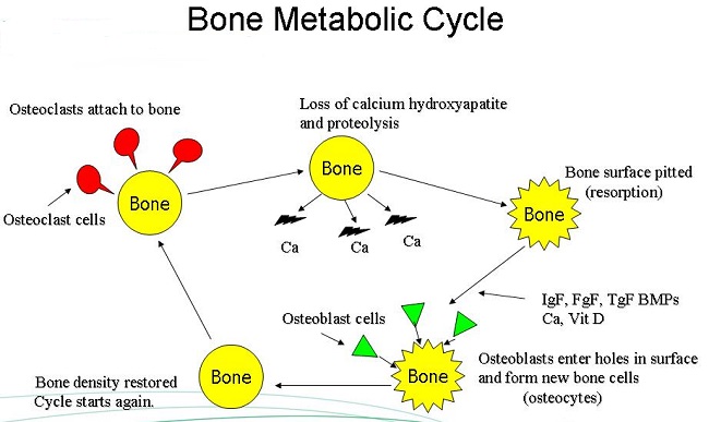 Bone Metabolic Cycle
