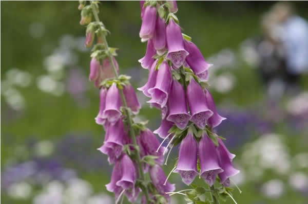 Digitalis Purpure