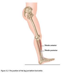 The Glutes and the Gait Cycle - Extract from The Vital Glutes