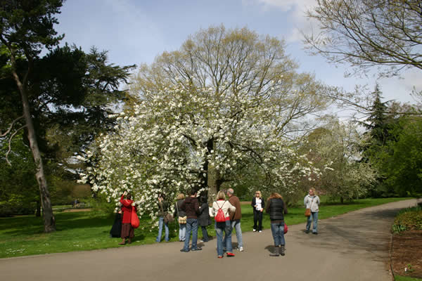 One of the author’s Kew Garden teaching tours