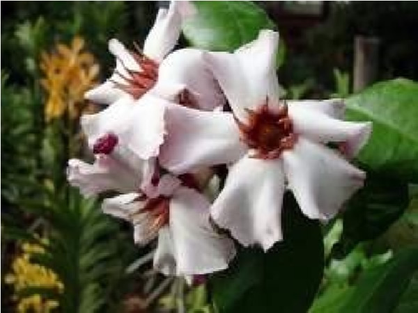 Strophantus Gratus