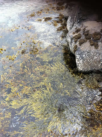 3 species wild Wrack