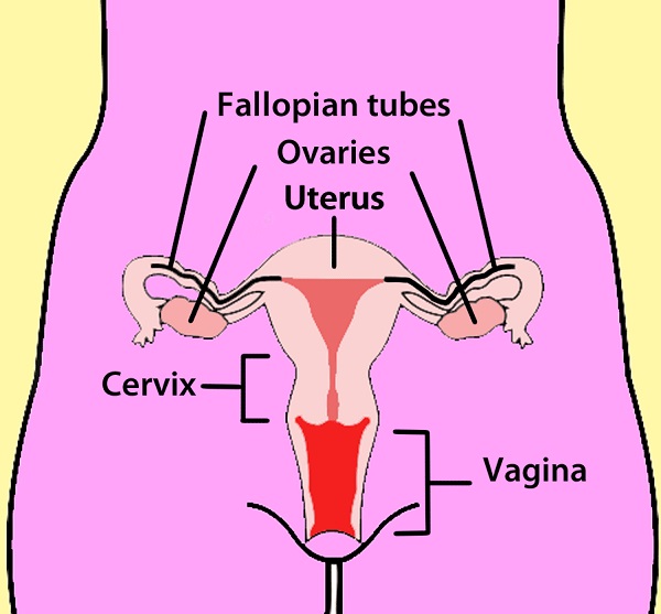 Ferrando 230 Factors Behind Infertility