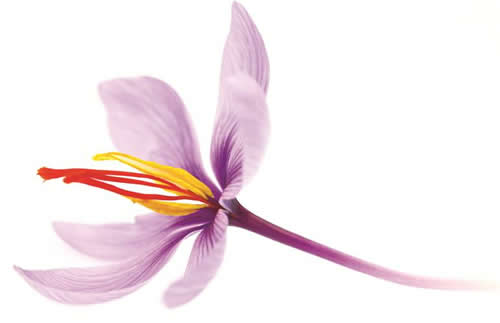 Saffron Flower