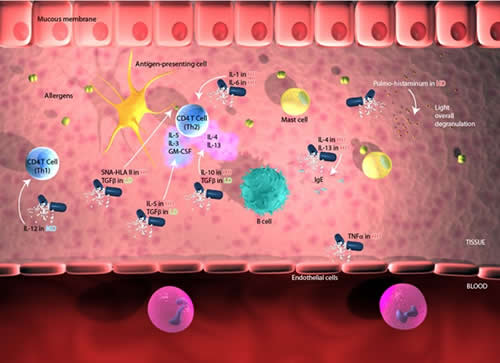 Schematic view of micro-immunotherapy products at cellular level.