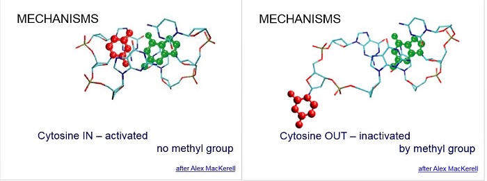 Cytosine IN and OUT