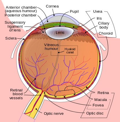 Schematic Diagram of the Eye