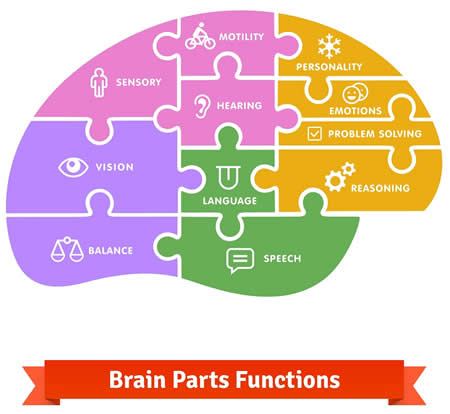 The Limbic System