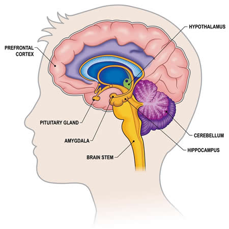 Components of the Limbic System