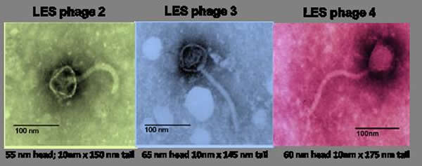 Viruses Turbo-Charge Bacterial Evolution in Cystic Fibrosis Infections