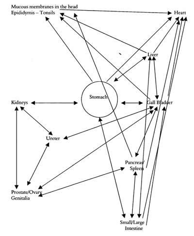 Relationship between Stomach and Other Organs