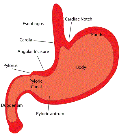 Penny Crowther 235 Stomach