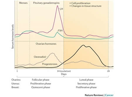 Hormones Involved in Women's Menstrual Cycle