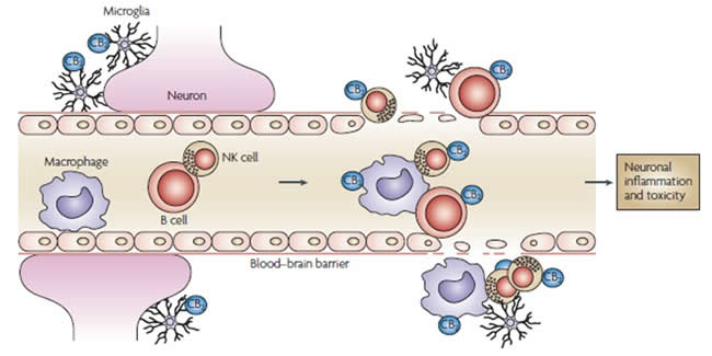 Neuronal Inflammation and Toxicity