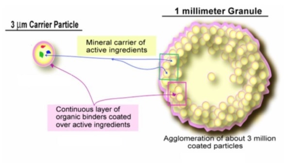 Representation of a Bio-ph Granule