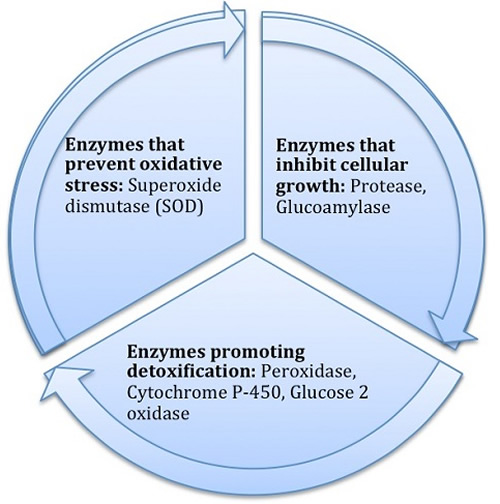 Diagram 3: Enzyme Activity in Biomass Form