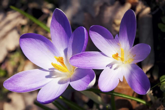 saffron crocus