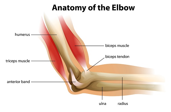 Anatomy of the Elbow