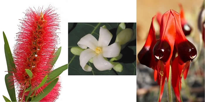 Bottlebrush, PawPaw and Sturt Desert Pea