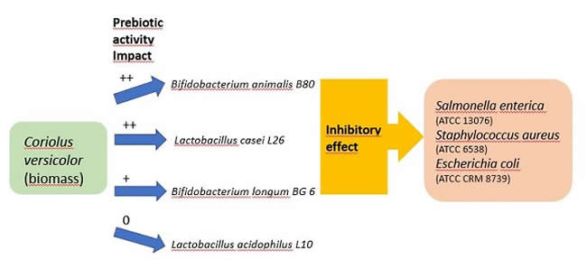 Coriolus Prebiotic Activity