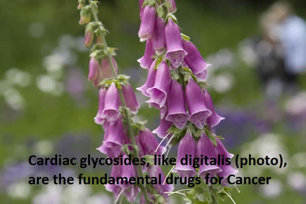 cardiac glycosides as the