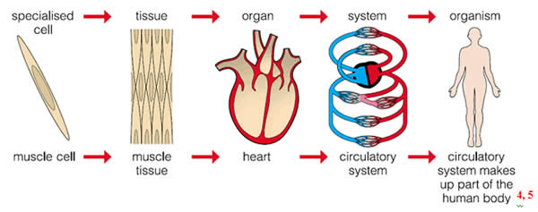 Cell to body