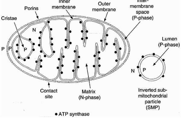 mitochondria structure