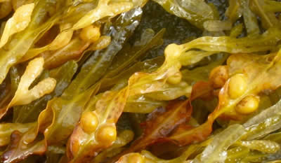 SeagreensÂ® Fucus vesiculosus