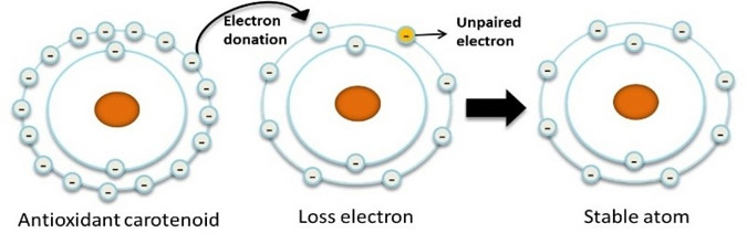 Mechanism of carotenoids neutralizes free radicals