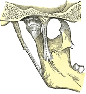 TMJ Ligaments