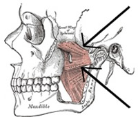 Pterygoid Muscles