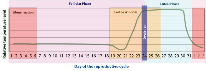 31-day cycle late ovulation / short luteal phase