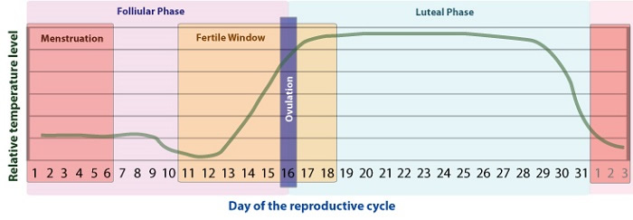 31-day cycle middle of the month ovulation