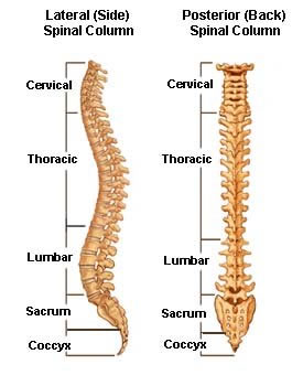 Regions of the Spine