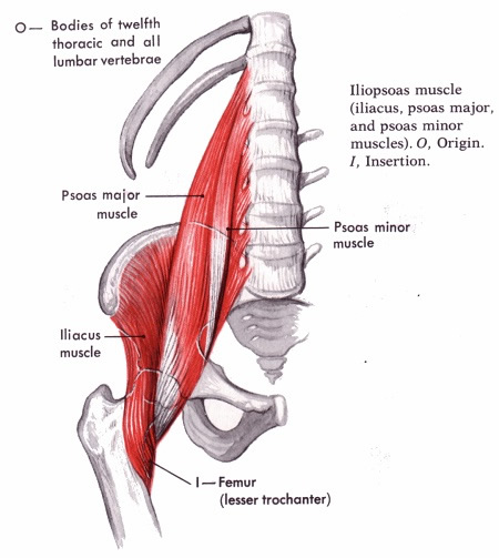 The Iliopsoas: The Irresistible Center of Existence!