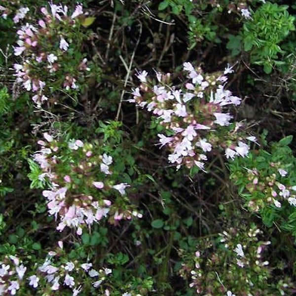 Oregano Flower Essence