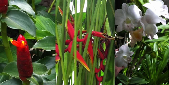 Red Torch Button Ginger, Parakeet Paradise Flower and White Orchid Queen of the Night