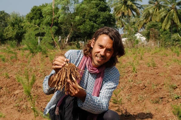 Shatavari (Asparagus racemosus)