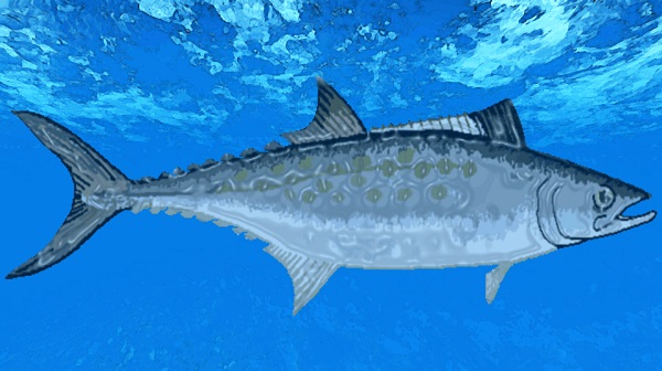 Miller 247 Health Benefits of Mackerel