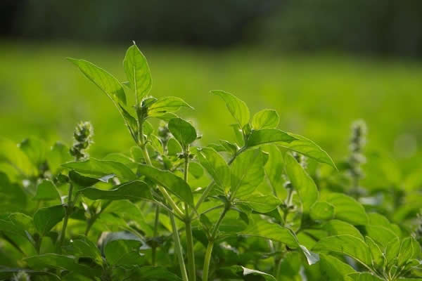 tulsi