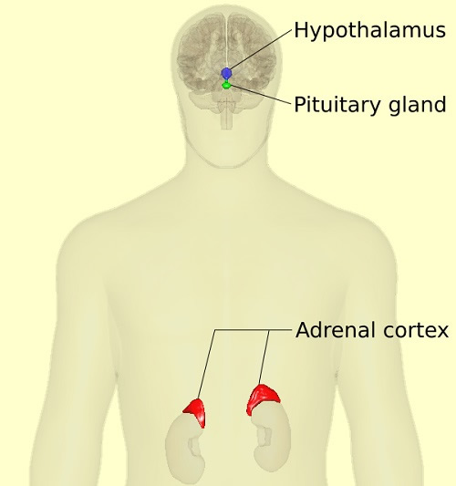 HPA Axis – Anterior View