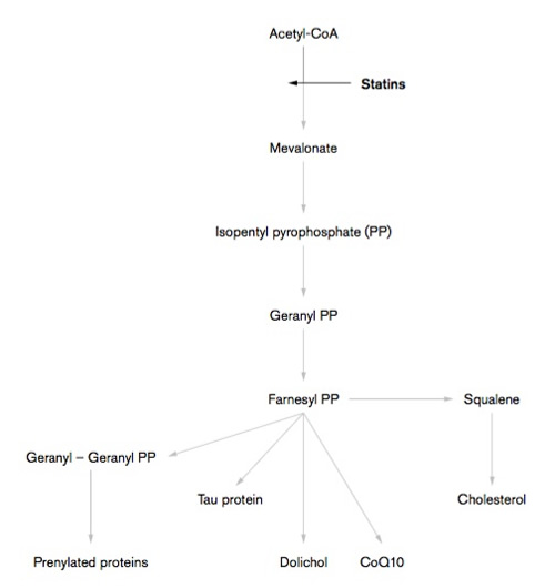 The Mevalonate Pathway and Action of Statins