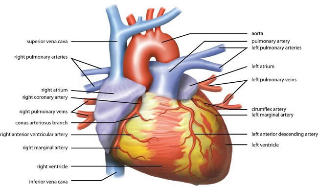 Wiki_Heart_Antomy_Ties_van_Brussel