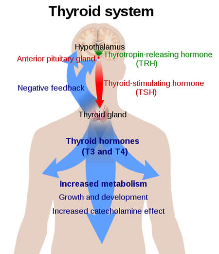 Overview of the thyroid system