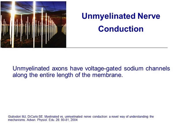 Unmyelinated Nerve Conduction