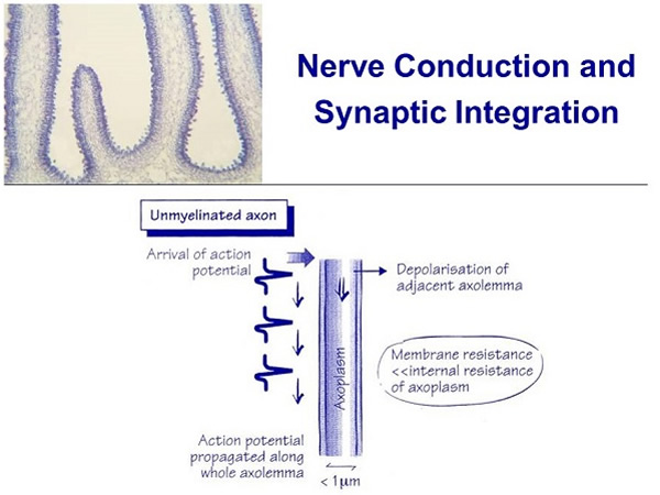 Nerve Conduction and Synaptic Integration