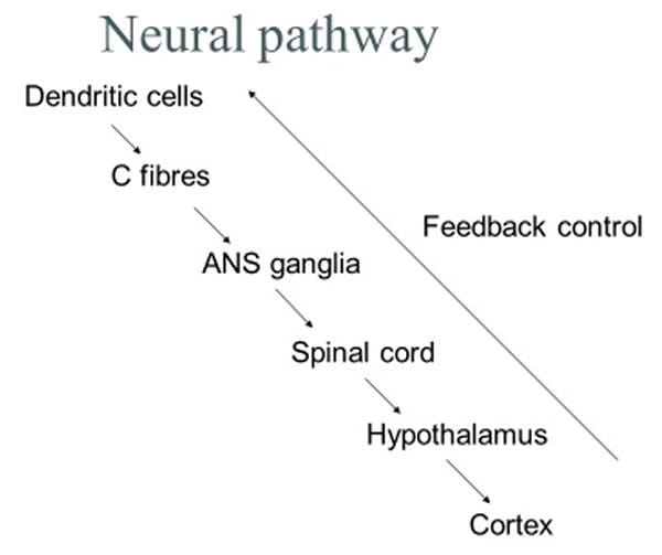 Neural Pathway