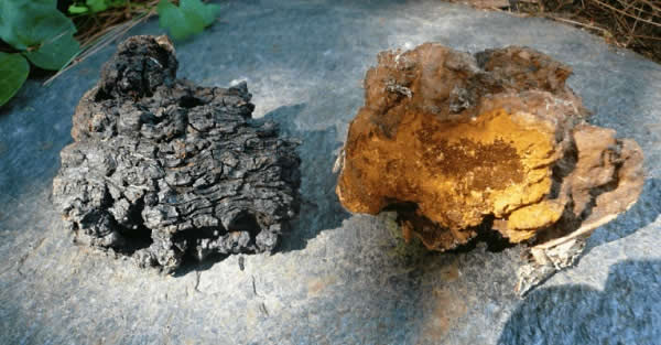 Chaga Mushrooms