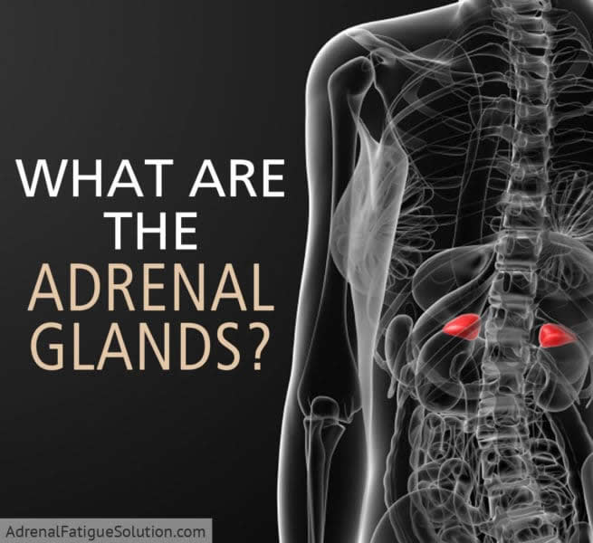 adrenal-glands