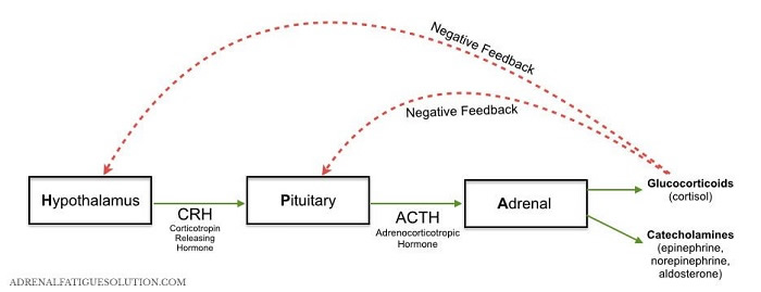 HPA-diagram-horizontal